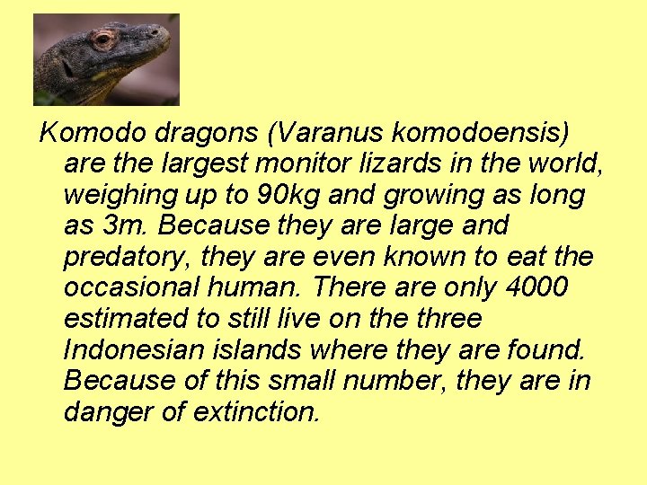 Komodo dragons (Varanus komodoensis) are the largest monitor lizards in the world, weighing up