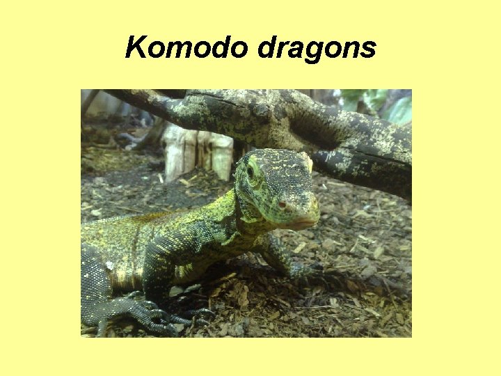 Komodo dragons 