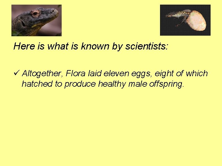 Here is what is known by scientists: ü Altogether, Flora laid eleven eggs, eight