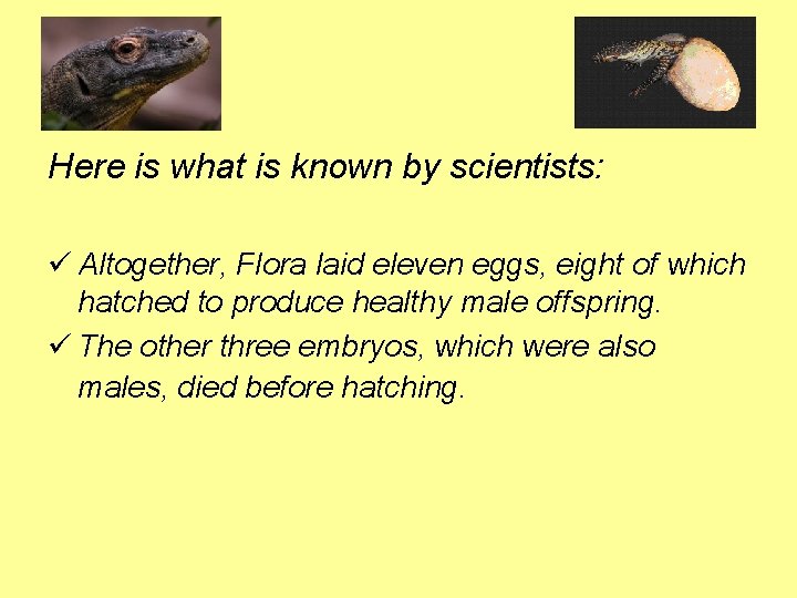 Here is what is known by scientists: ü Altogether, Flora laid eleven eggs, eight