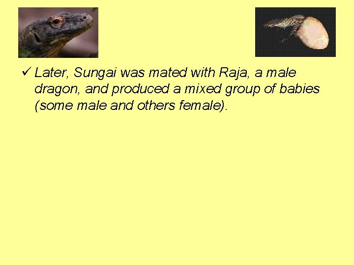 ü Later, Sungai was mated with Raja, a male dragon, and produced a mixed