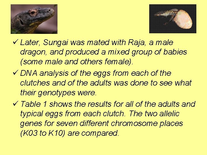 ü Later, Sungai was mated with Raja, a male dragon, and produced a mixed