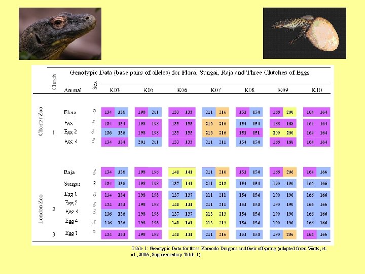 Table 1: Genotypic Data for three Komodo Dragons and their offspring (adapted from Watts,