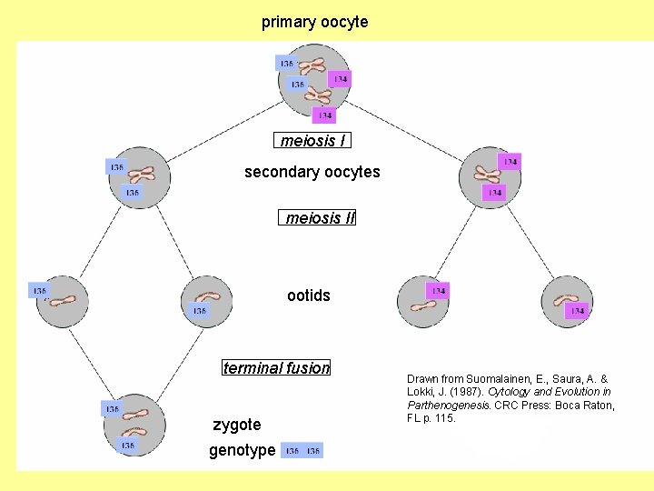 primary oocyte meiosis I secondary oocytes meiosis II ootids terminal fusion zygote genotype AA