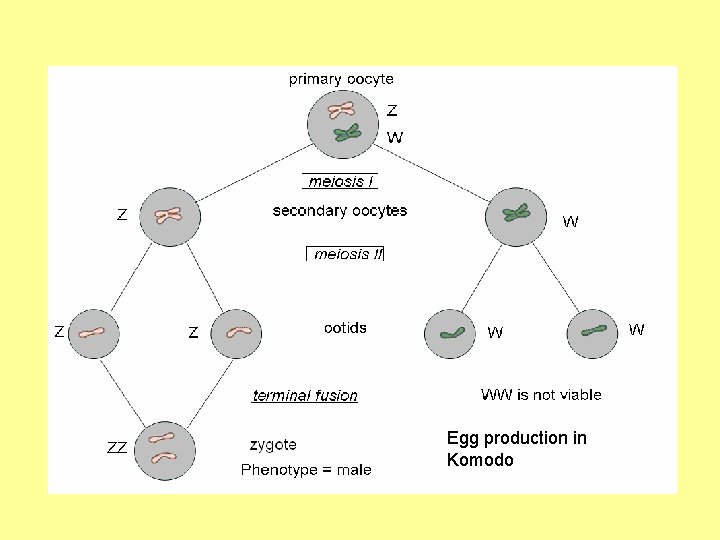 Egg production in Komodo 