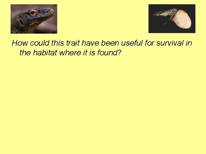 How could this trait have been useful for survival in the habitat where it