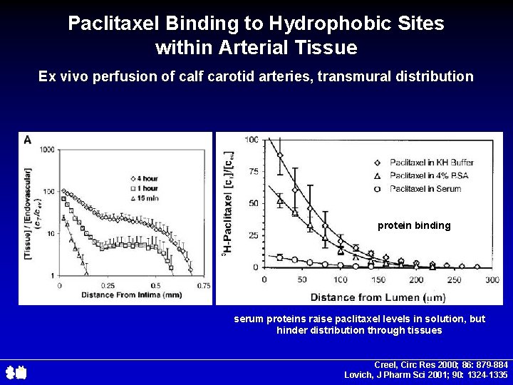 Paclitaxel Binding to Hydrophobic Sites within Arterial Tissue Ex vivo perfusion of calf carotid