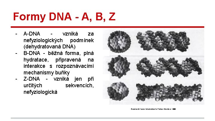 Formy DNA - A, B, Z - - A-DNA vzniká za nefyziologických podmínek (dehydratovaná