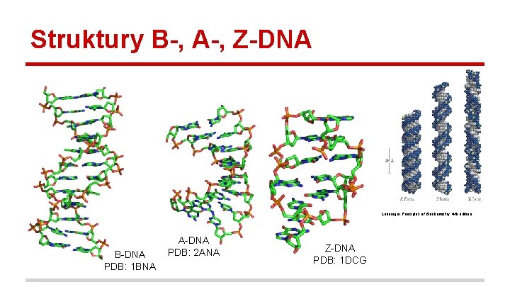 Struktury B-, A-, Z-DNA Lehninger Principles of Biochemistry, 4 th edition B-DNA PDB: 1