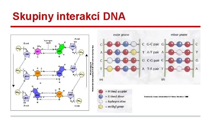 Skupiny interakcí DNA http: //faculty. ccbcmd. edu/~gkaiser/biotutorials/protsyn/imag es/DNAstruct. jpg Branden & Tooze, Introduction to