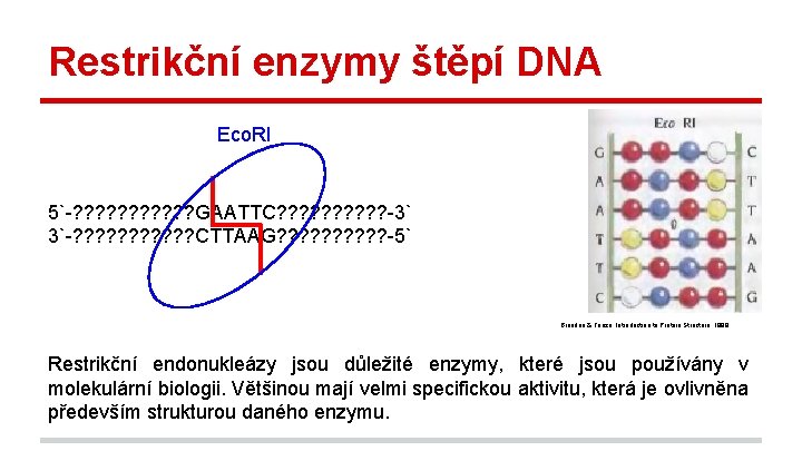 Restrikční enzymy štěpí DNA Eco. RI 5`-? ? ? GAATTC? ? ? ? ?