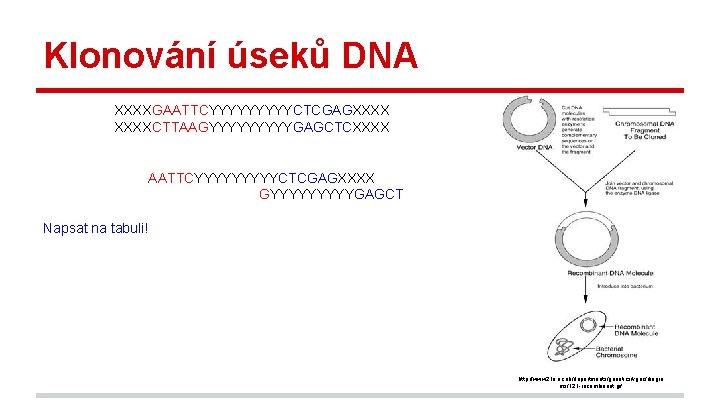 Klonování úseků DNA XXXXGAATTCYYYYYCTCGAGXXXXCTTAAGYYYYYGAGCTCXXXX AATTCYYYYYCTCGAGXXXX GYYYYYGAGCT Napsat na tabuli! http: //www 2. le. ac.