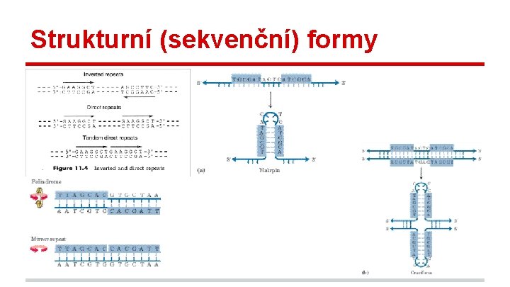 Strukturní (sekvenční) formy 