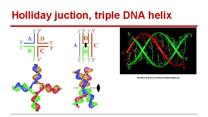 Holliday juction, triple DNA helix http: //www. biomath. nyu. edu/index/people/yanglj/dna. gif 