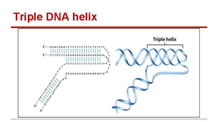 Triple DNA helix 