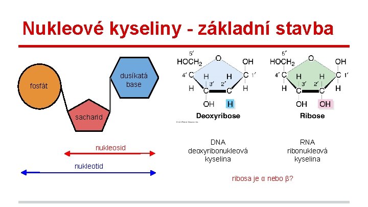 Nukleové kyseliny - základní stavba dusíkatá base fosfát sacharid nukleosid nukleotid DNA deoxyribonukleová kyselina