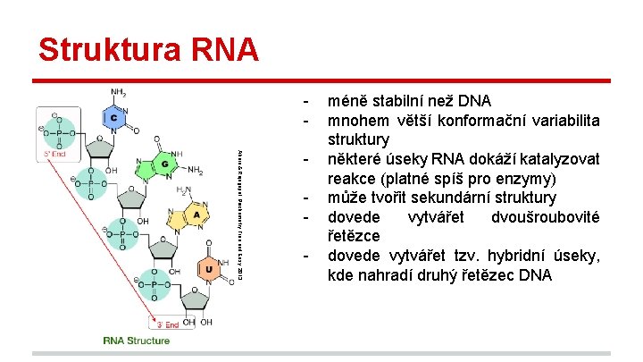 Struktura RNA Ahern & Rajagopal, Biochemistry Free and Easy, 2013 - méně stabilní než