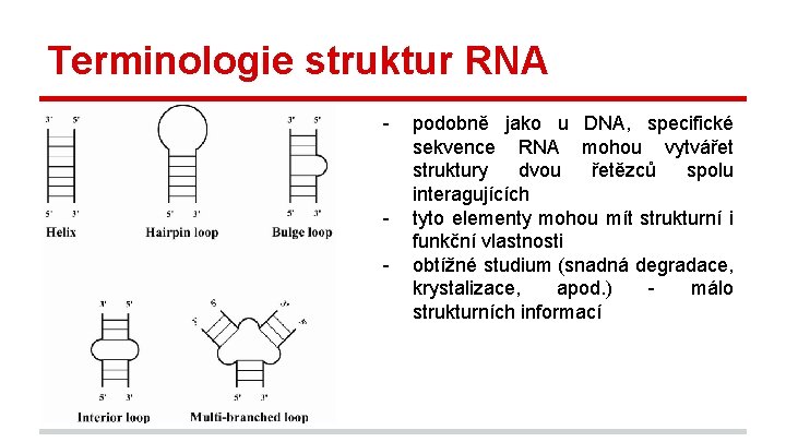 Terminologie struktur RNA - - podobně jako u DNA, specifické sekvence RNA mohou vytvářet