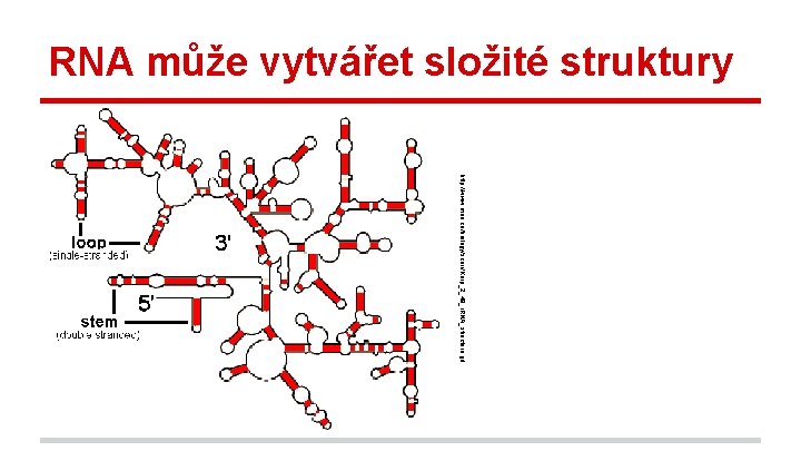 RNA může vytvářet složité struktury http: //www. mun. ca/biology/scarr/Karp_2_48_r. RNA_structure. gif 