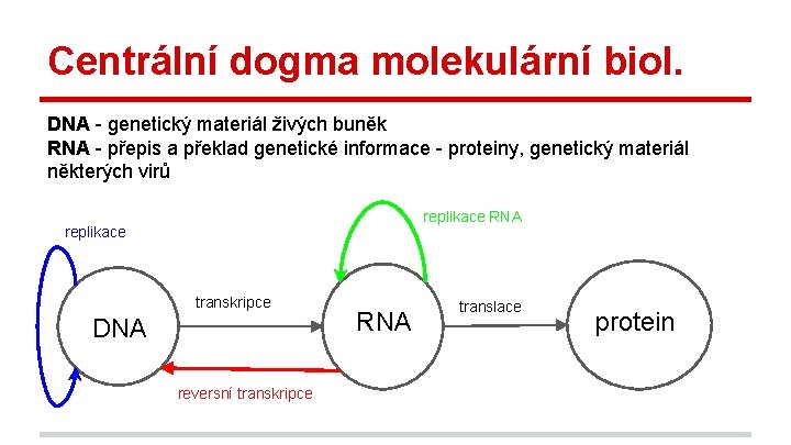 Centrální dogma molekulární biol. DNA - genetický materiál živých buněk RNA - přepis a