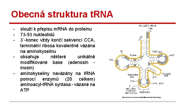 Obecná struktura t. RNA - slouží k přepisu m. RNA do proteinu 73 -93