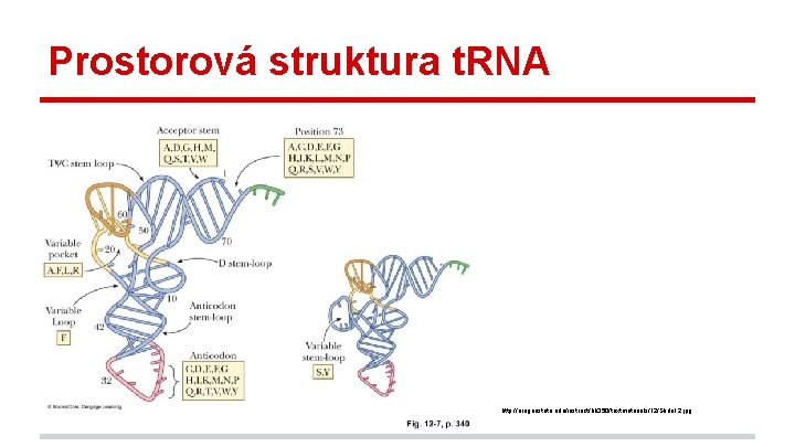 Prostorová struktura t. RNA http: //oregonstate. edu/instruct/bb 350/textmaterials/12/Slide 12. jpg 