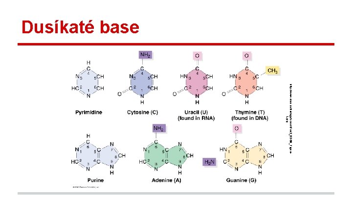 Dusíkaté base http: //www. mun. ca/biology/scarr/i. Gen 3_02 -08_Figure. L. jpg 