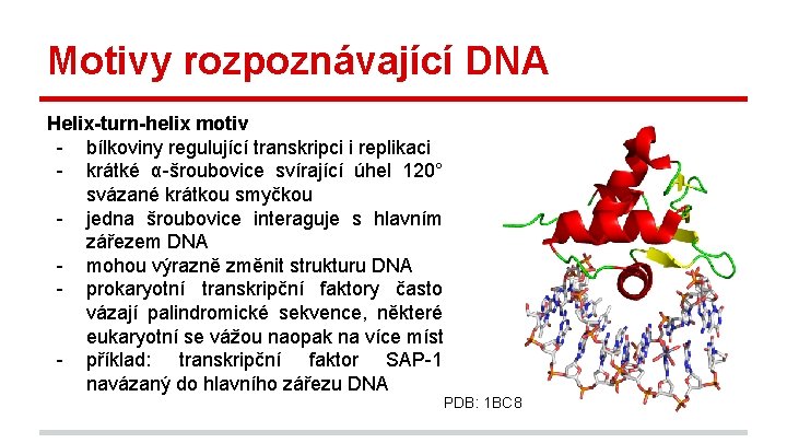 Motivy rozpoznávající DNA Helix-turn-helix motiv - bílkoviny regulující transkripci i replikaci - krátké α-šroubovice
