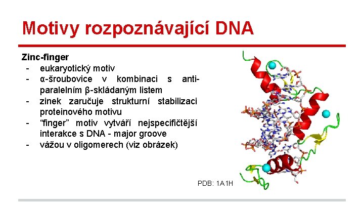 Motivy rozpoznávající DNA Zinc-finger - eukaryotický motiv - α-šroubovice v kombinaci s antiparalelním β-skládaným