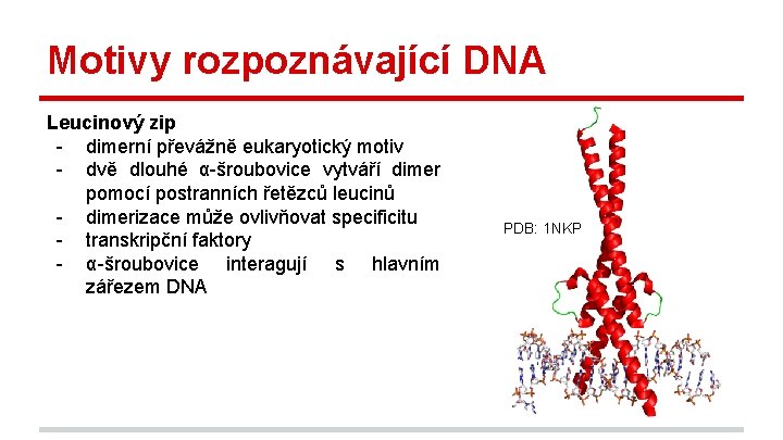 Motivy rozpoznávající DNA Leucinový zip - dimerní převážně eukaryotický motiv - dvě dlouhé α-šroubovice