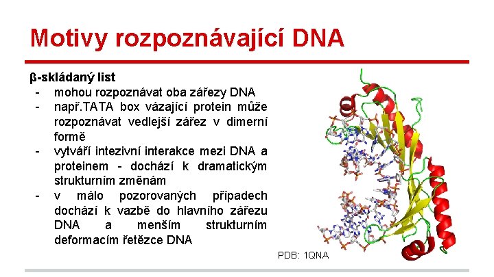 Motivy rozpoznávající DNA β-skládaný list - mohou rozpoznávat oba zářezy DNA - např. TATA