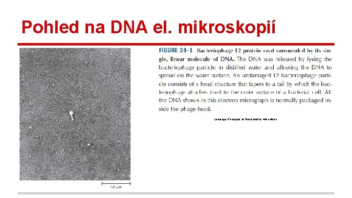 Pohled na DNA el. mikroskopií Lehninger Principles of Biochemistry, 4 th edition 