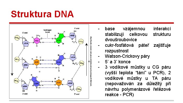 Struktura DNA http: //faculty. ccbcmd. edu/~gkaiser/biotutorials/protsyn/images/DNAstruct. j pg - base vzájemnou interakcí stabilizují celkovou