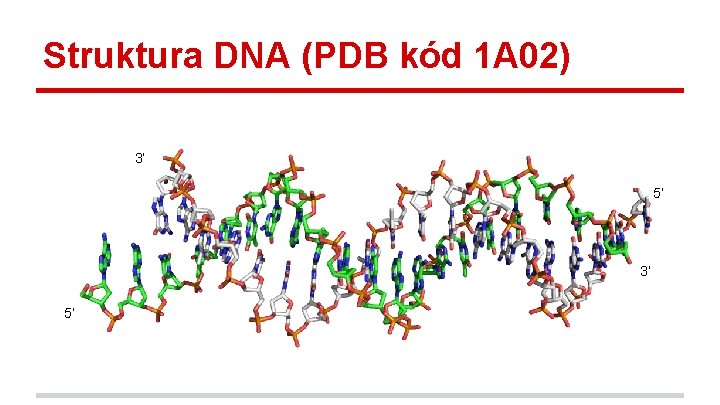 Struktura DNA (PDB kód 1 A 02) 3’ 5’ 