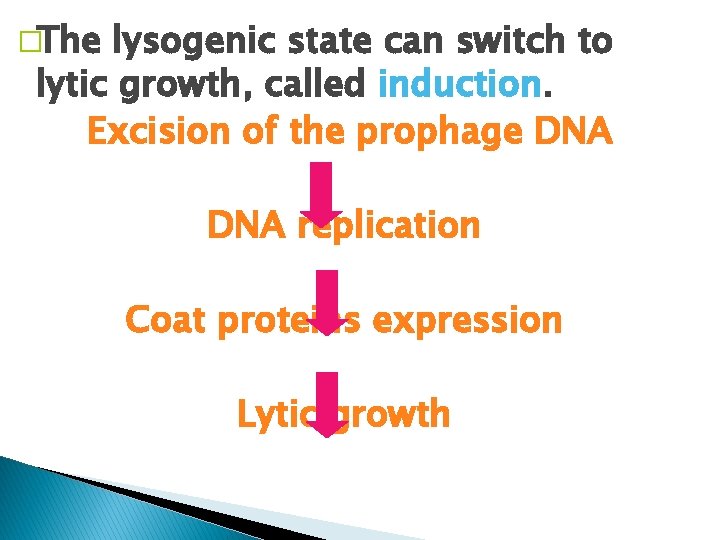 �The lysogenic state can switch to lytic growth, called induction. Excision of the prophage