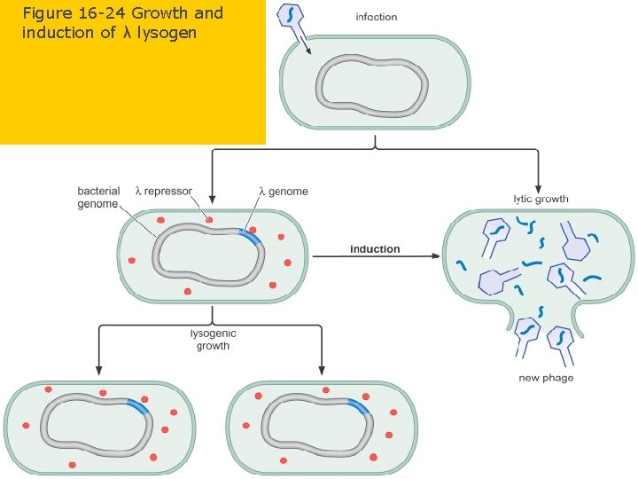 Figure 16 -24 Growth and induction of λ lysogen 