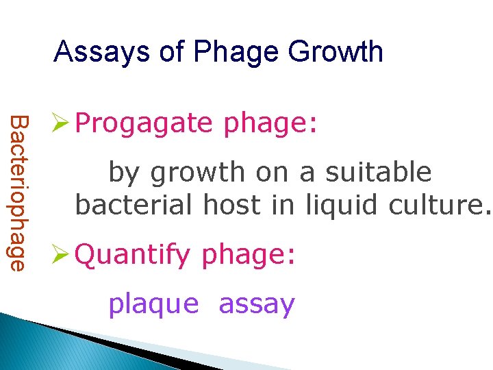 Assays of Phage Growth Bacteriophage Ø Progagate phage: by growth on a suitable bacterial