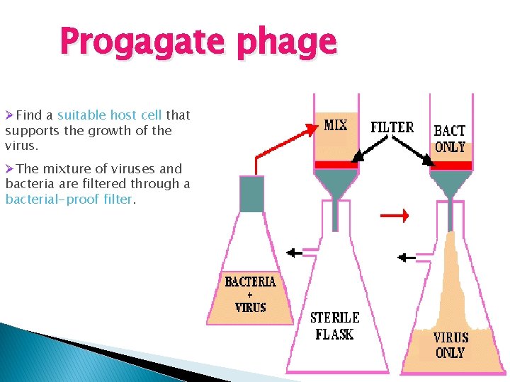 Progagate phage ØFind a suitable host cell that supports the growth of the virus.