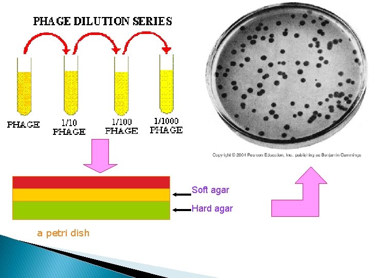 Soft agar Hard agar a petri dish 