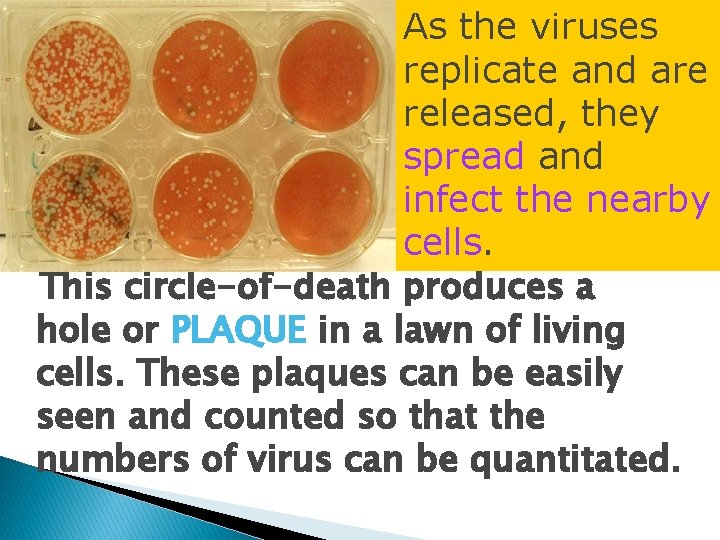 As the viruses replicate and are released, they spread and infect the nearby cells.