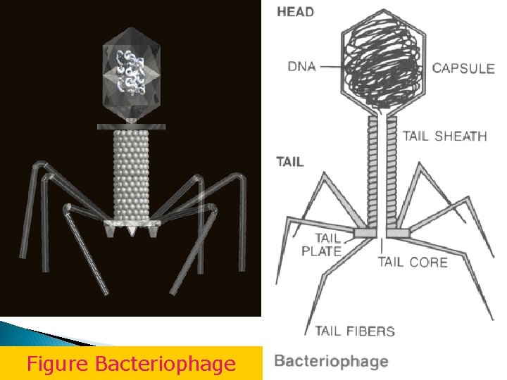 Figure Bacteriophage 
