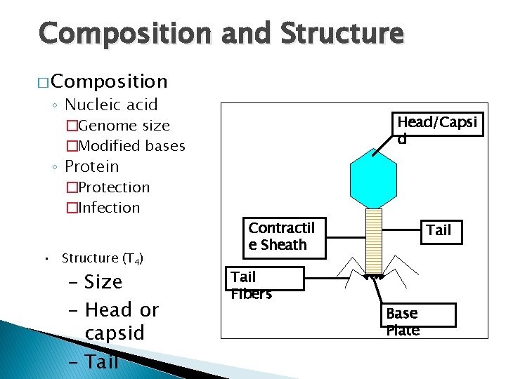 Composition and Structure � Composition ◦ Nucleic acid Head/Capsi d �Genome size �Modified bases
