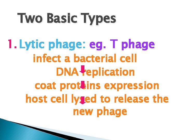 Two Basic Types 1. Lytic phage: eg. T phage infect a bacterial cell DNA