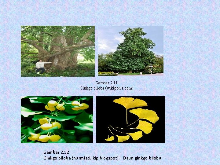 Gambar 2. 11 Ginkgo biloba (wikipedia. com) Gambar 2. 12 Ginkgo biloba (nurmiati. ikip.