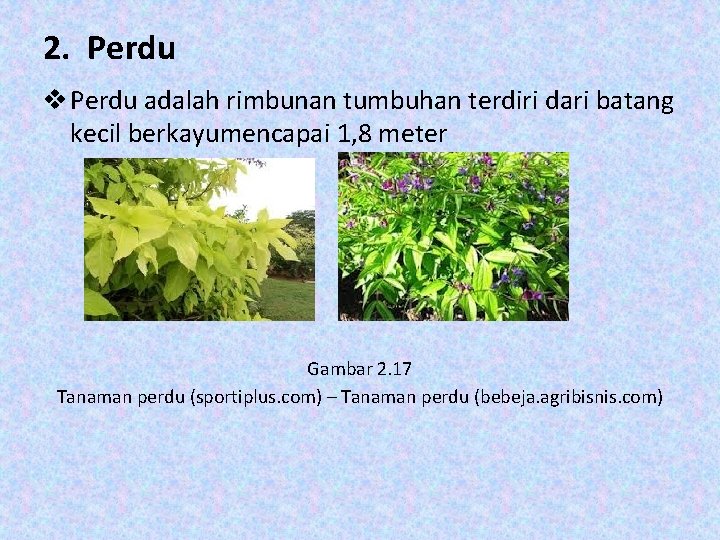 2. Perdu v Perdu adalah rimbunan tumbuhan terdiri dari batang kecil berkayumencapai 1, 8