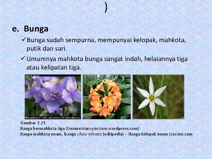 ) e. Bunga üBunga sudah sempurna, mempunyai kelopak, mahkota, putik dan sari. ü Umumnya