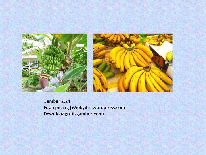 Gambar 2. 24 Buah pisang (Wiebydrc. wordpress. com - Downloadgratisgambar. com) 