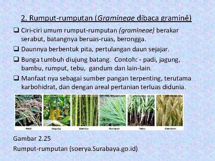 2. Rumput-rumputan (Gramineae dibaca gramině) q Ciri-ciri umum rumput-rumputan (gramineae) berakar serabut, batangnya beruas-ruas,