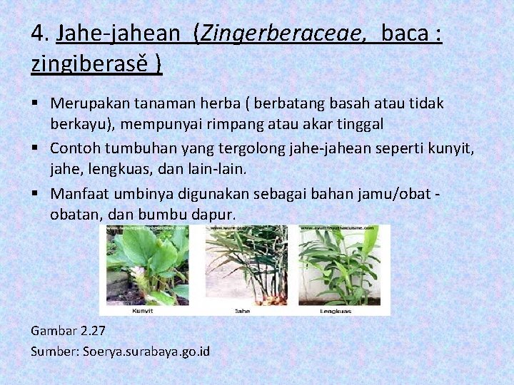 4. Jahe-jahean (Zingerberaceae, baca : zingiberasě ) § Merupakan tanaman herba ( berbatang basah