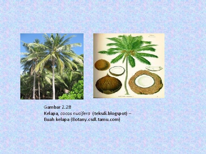 Gambar 2. 28 Kelapa, cocos nucifera (teksdi. blogspot) – Buah kelapa (Botany. csdl. tamu.